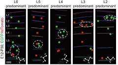 progenitor clones