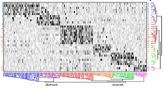 phoneme-encoding